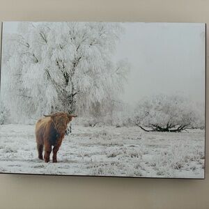 16” x 12” Highland Cow Winter Canvas Art